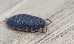 The Silent Invaders: Effective Strategies for Bed Bug Elimination