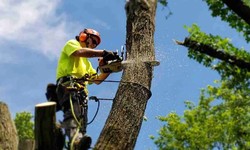 Tree Removal Van Nuys: Ensuring Safety and Professionalism