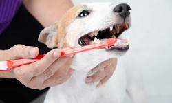 What is Dog Grooming? Everything You Need To Know
