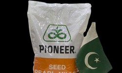 Unveiling the Potential of Hybrid Pearl Millet Seed 86M84 2.5kg Pioneer: A Game-Changer in Agriculture