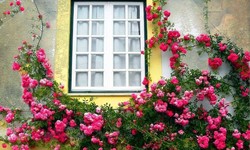 How do I maintain cottage windows?