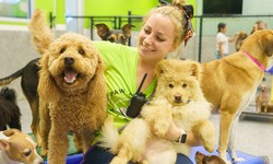 A Day in the Life: What to Expect at a Dog Daycare in Encinitas: