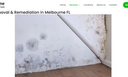 Expert Mold Removal Services in Melbourne