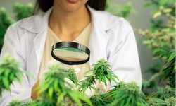 The Essential Guide to Medical Marijuana Education: Understanding its Benefits and Risks