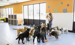 The Importance of Puppy Training in Cork: A Comprehensive Guide