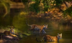 Exploring the Wonders Around Panna National Park: A Guide to Sightseeing and Safari