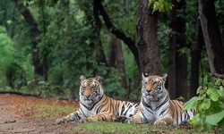 Embarking on the Majesty of India's Tiger Tours and Safaris