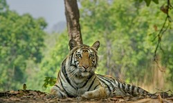 Embark on an Unforgettable Tiger Safari in India: A Haven for Wildlife Enthusiasts