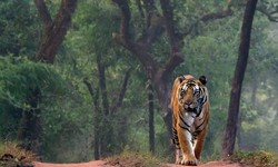 Experience the Thrill of a Tiger Safari in India