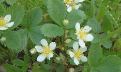 Virginia Strawberry: A Native Delight with Culinary and Landscaping Uses