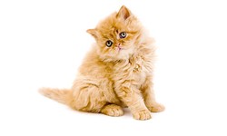 Persian Kittens: 10 Tips to take care of them