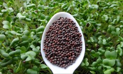 Best Tricks To Find Microgreens Seed Suppliers