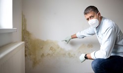 How can I choose a mold specialist for property protection?