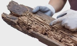 Wood Destroying Insects Inspection In Ohio