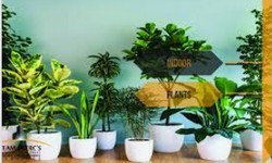 The Green Revolution: Buying Plants Online in Pakistan