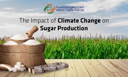 The Impact of Climate Change on Sugar Production