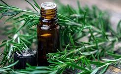 The Potential of Rosemary Oil for Hair Regrowth: Separating Fact from Fiction