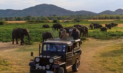 Exploring the Magnificent Wilds: The Unforgettable Minneriya Jeep Safari Adventure