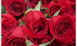 Bulk Carnations: Unlocking Endless Possibilities in Flower Arrangements