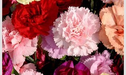 Preserving Carnations in a Book