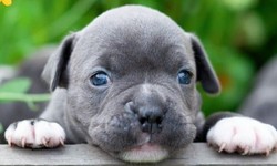 Where to Find American Bully for Sale