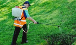 Keeping Pests at Bay: The Importance of Pest Control Spray