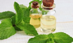 A Deep Dive into Mentha Oil and Its Manufacturers