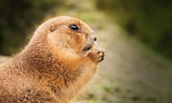 Effective Groundhog Removal Service: Protecting Your Property and Garden