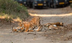 Exploring The Enchanting Wilderness Of Jim Corbett National Park