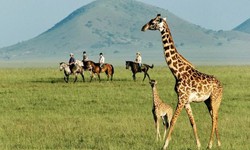How to Get the Best South Africa Holiday Packages?