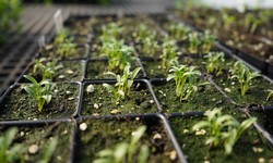 How can organic NPK fertilizer revolutionize your gardening experience?