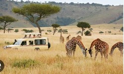 The Best Time to Go on an African Safari