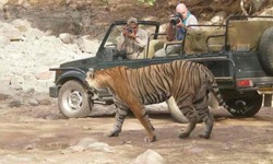 Unveiling the allure of Sariska Tiger Reserve Tehla Gate entry point