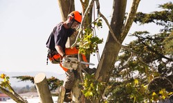 Book the best Arborist Tree Removal to ensure the safety of your home