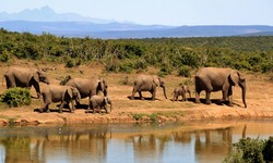 6 Best Safaris to Explore in Africa with Your Friends in 2024