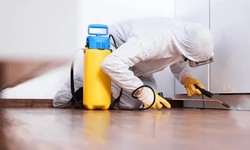 Protecting Your Kuala Lumpur Haven: Effective Pest Control Services