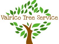 Valrico's Arboreal Ambassadors: The Vital Role of Tree Service