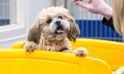 Tips for Choosing the Right Dog and Cat Boarding Service for Your Pets