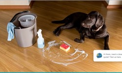 How to get pet stains out of hardwood floors