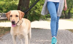 Safety First: How to Properly Fit & Use a Nylon Dog Leash