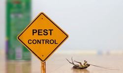 Creepy Crawlers Begone: Dacre's Pest Control Solutions