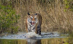 Bandhavgarh National Park Preserving India's Wildlife Legacy