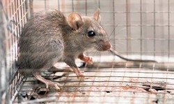 The Ultimate Guide to Rat Removal in Houston: Tips and Tricks for a Rodent-Free Home