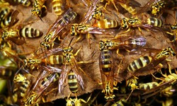 Reed's Pest Control: Your Premier Choice for Willis Pest Control and Wasp Control in Conroe