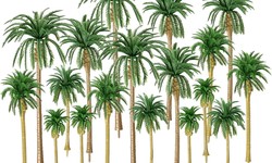 Exploring Palm Tree Varieties Available from Suppliers in Saudi Arabia