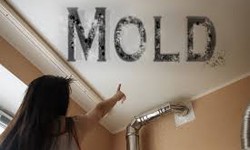 Clearing the Air: The Importance of Mold Inspections in Tampa Bay