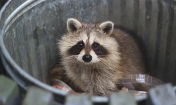 Understanding the Behavior of Raccoons: Insights for Effective Raccoon Removal in Toronto