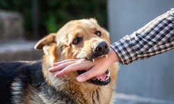 Employee Dog Bite Prevention | Ensuring Workplace Safety