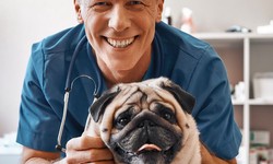 Finding the Pawfect Fit: Your Guide to a Top-Rated Vet Near You