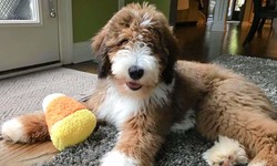 F1bb vs. F1b Standard Bernedoodles: Understanding the Difference